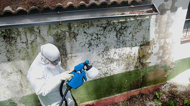 Trusted Basement Mold Remediation service in Perth Amboy, NJ - Cheap Mold Removal